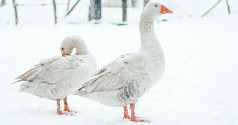 Kołdra z puchu gęsiego 70% całoroczna PIÓREX 220x200 cm